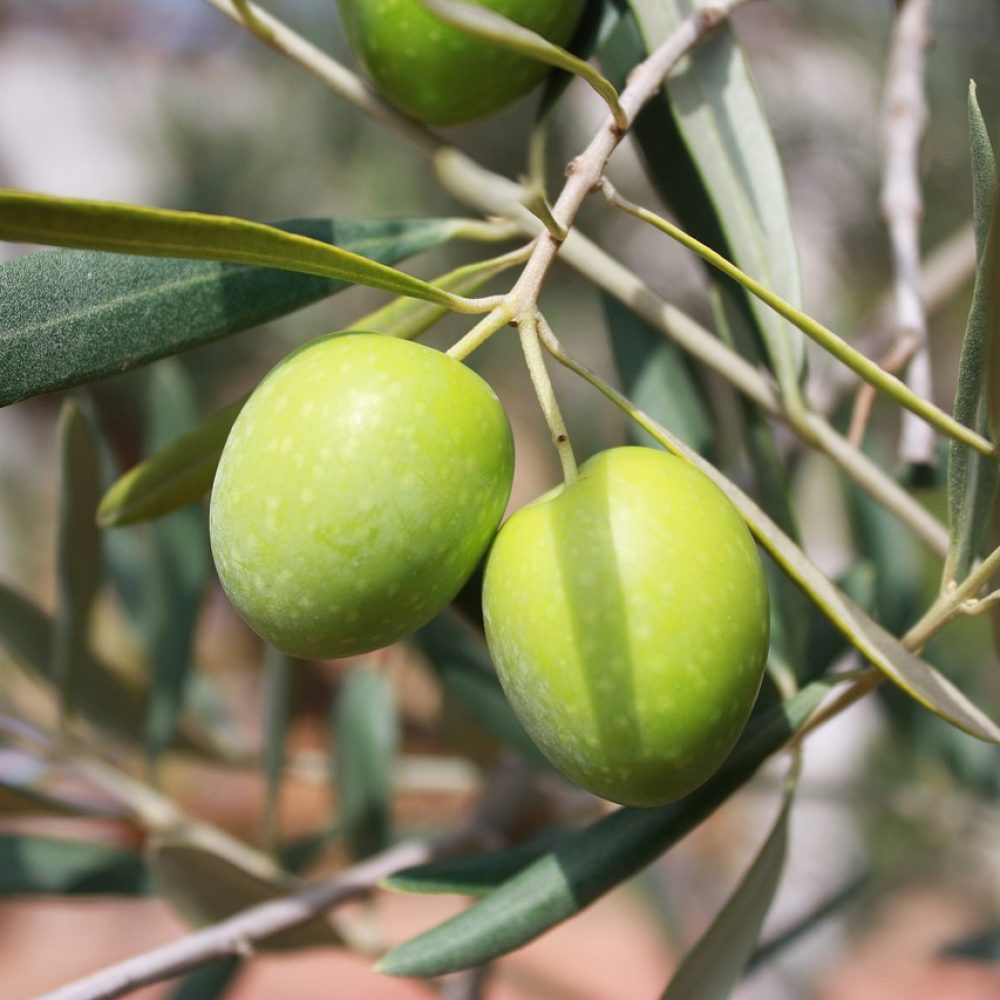 olives, branch, oil-473793.jpg